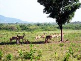 大田坡鹿保护区