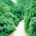 个旧蛮耗绿水河热带雨林